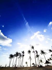 Low angle view of palm trees against blue sky