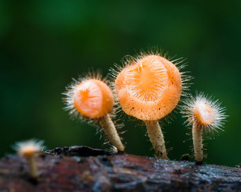 Close-up of mushrooms growing on land