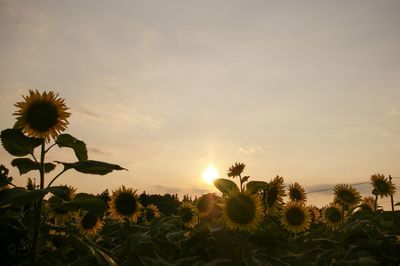 Scenic view of sunflower field against sky during sunset