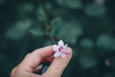 Close-up of hand holding small flower