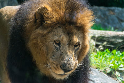 Close-up of lion looking away