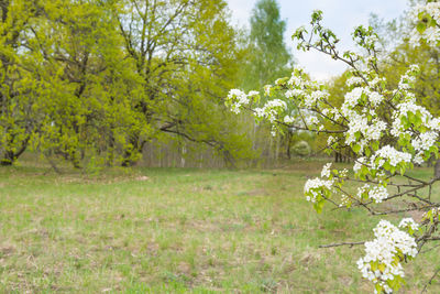 Scenic view of flowering trees on field