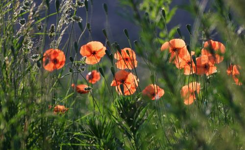 Close-up of orange poppy flowers on field