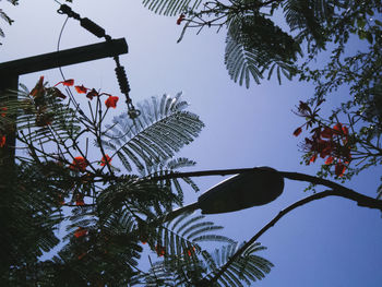 Low angle view of tree against clear sky