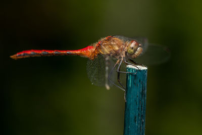 Close-up of dragonfly perching on a flower