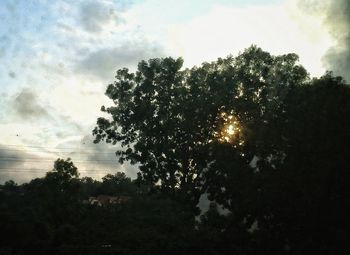 Trees in forest against sky