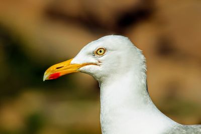 Close-up of seagull