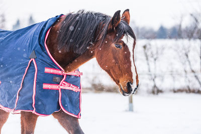 Horse wearing a blue rug - a covering that protects the horse from the cold. sunny day in winter.