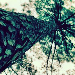 Low angle view of tree against sky