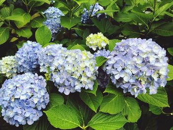 Close-up of fresh white hydrangeas