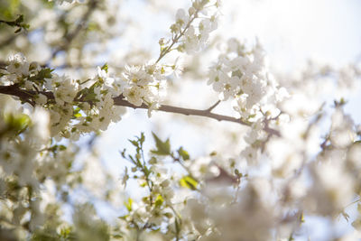 Close-up of cherry blossoms in spring