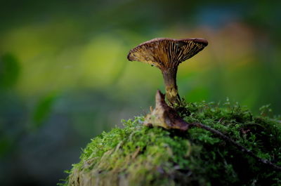 Close-up of mushroom growing on plant