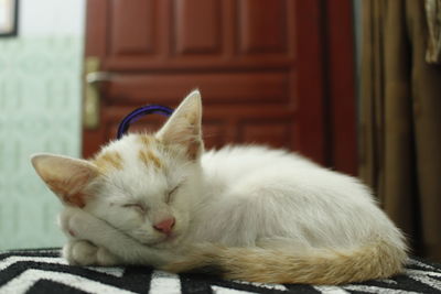 Close-up of cat sleeping at home
