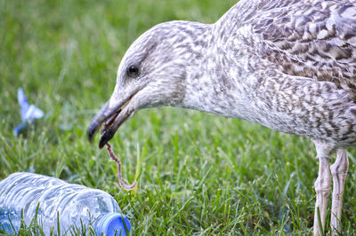 Close-up of bird on land