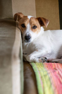 A vertical shot of a jack russell terrier lying down on the sofa