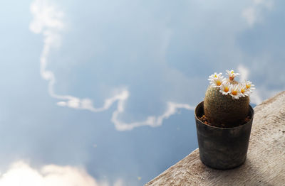 Close-up of potted plant
