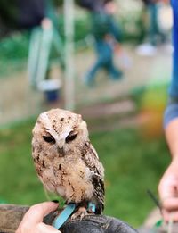 Close-up of hand holding bird