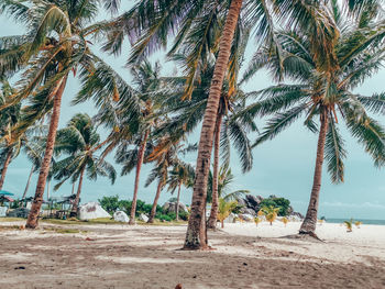 Palm trees on beach against sky