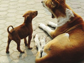 Dog looking at camera