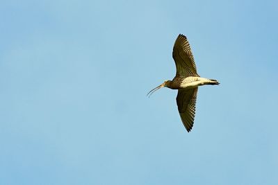 Low angle view of seagull flying