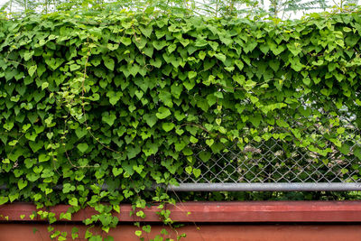 Close-up of ivy on tree