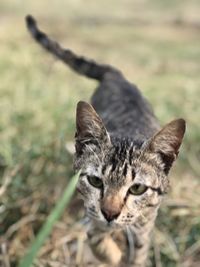 Close-up portrait of a cat on field