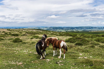 Horses on open ground 