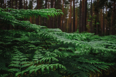 Close-up of pine trees in forest