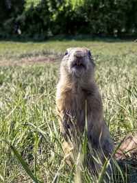 Close-up of meerkat on field