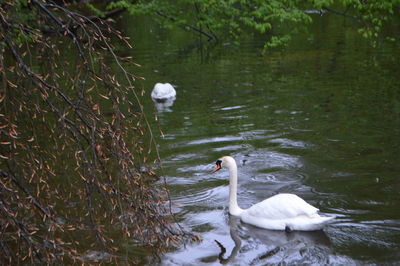 Swan swimming on lake