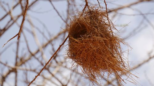 Close-up of bird's nest architecture