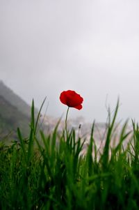 Close-up of red poppy flower on field against sky