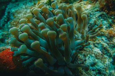 Close-up of fish swimming in sea