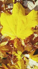 Close-up of yellow maple leaf
