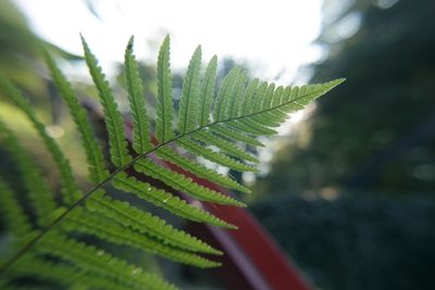 Close-up of plant