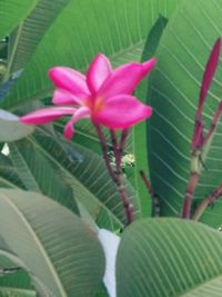 Close-up of pink flowering plant leaves