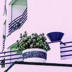 Potted plant against wall at home