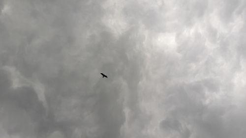 Low angle view of silhouette bird flying in sky