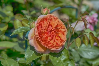 Close-up of rose blooming outdoors