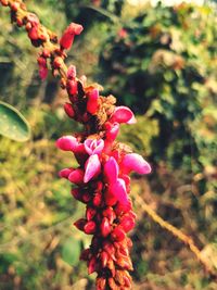 Close-up of red flowering plant