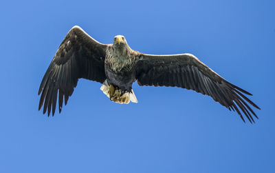 Low angle view of sea eagle flying against clear blue sky