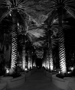 Road along trees at night