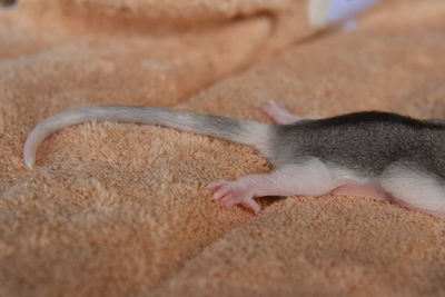 Close-up sugar glider baby. 2 months old.