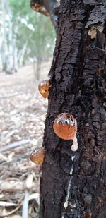 Close-up of mushroom growing on tree trunk