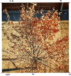 Flowers growing on tree