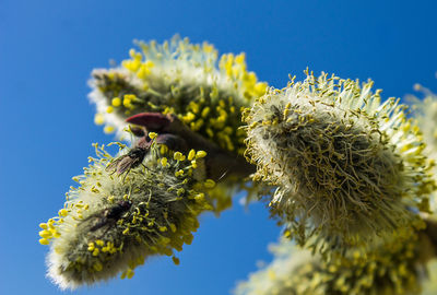 Close-up of insects on flowers against clear blue sky