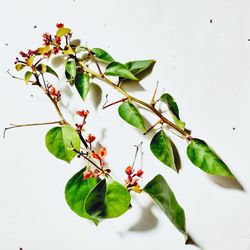 High angle view of plant on white background