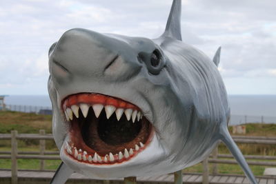 Close-up of horse against sky