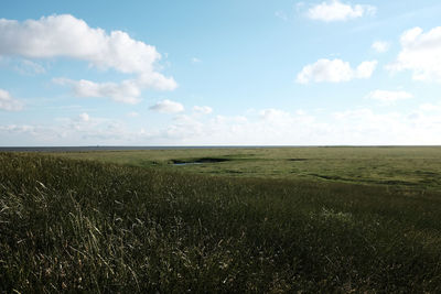 Scenic view of field against sky