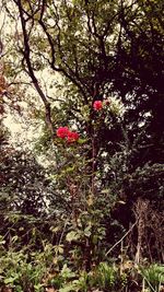 Red flowers growing on tree